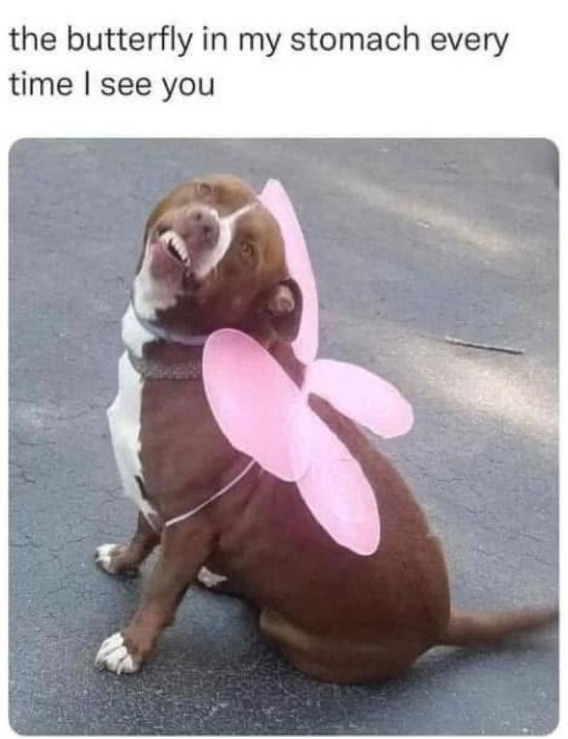 the butterfly in my stomach every time I see you