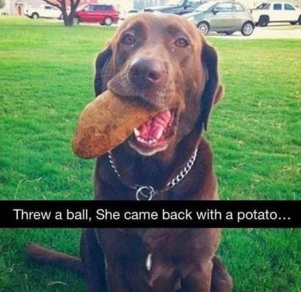 Threw a ball, She came back with a potato...