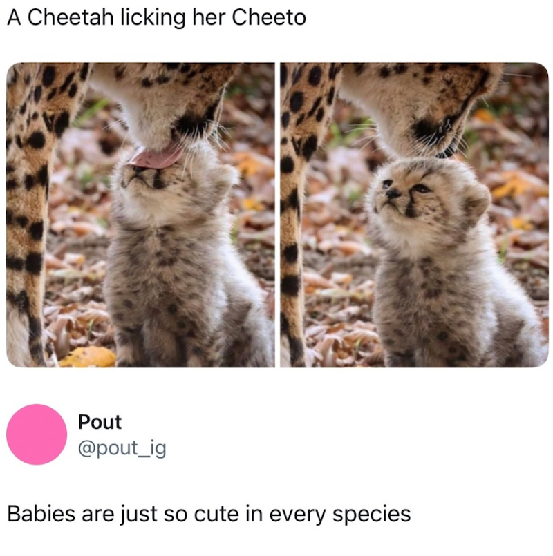 A Cheetah licking her Cheeto Pout @pout_ig Babies are just so cute in every species