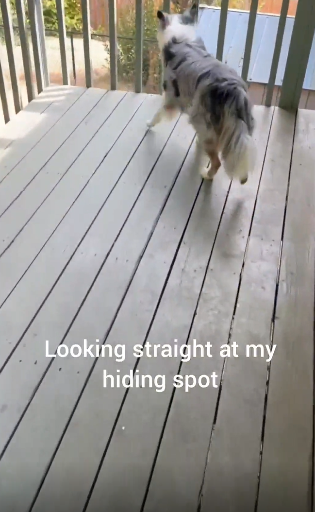 Looking straight at my hiding spot