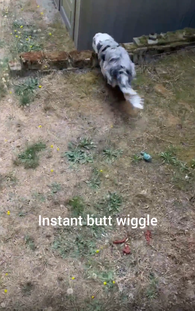 Instant butt wiggle