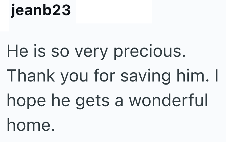 jeanb23 He is so very precious. Thank you for saving him. I hope he gets a wonderful home.