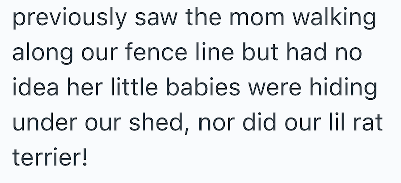 previously saw the mom walking along our fence line but had no idea her little babies were hiding under our shed, nor did our lil rat terrier!