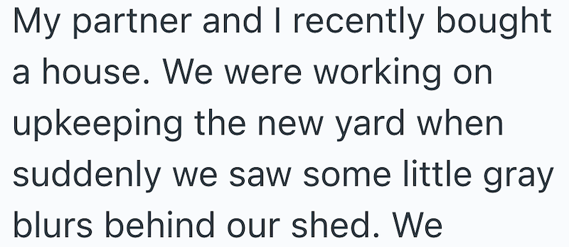 My partner and I recently bought a house. We were working on upkeeping the new yard when suddenly we saw some little gray blurs behind our shed. We