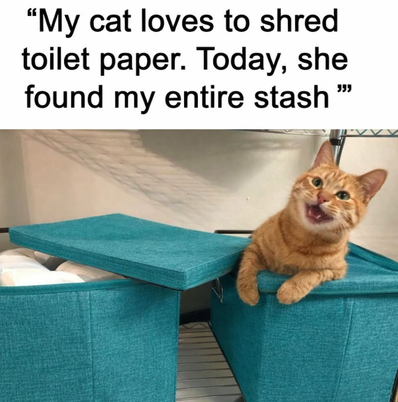 "My cat loves to shred toilet paper. Today, she found my entire stash 559