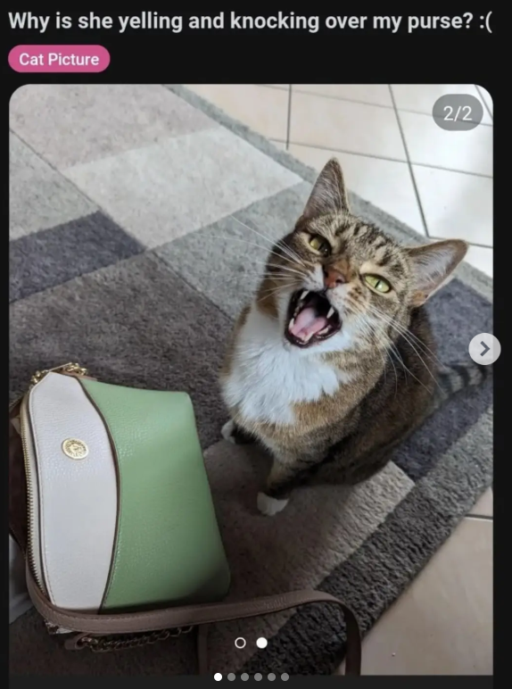Why is she yelling and knocking over my purse? :( Cat Picture 2/2 >