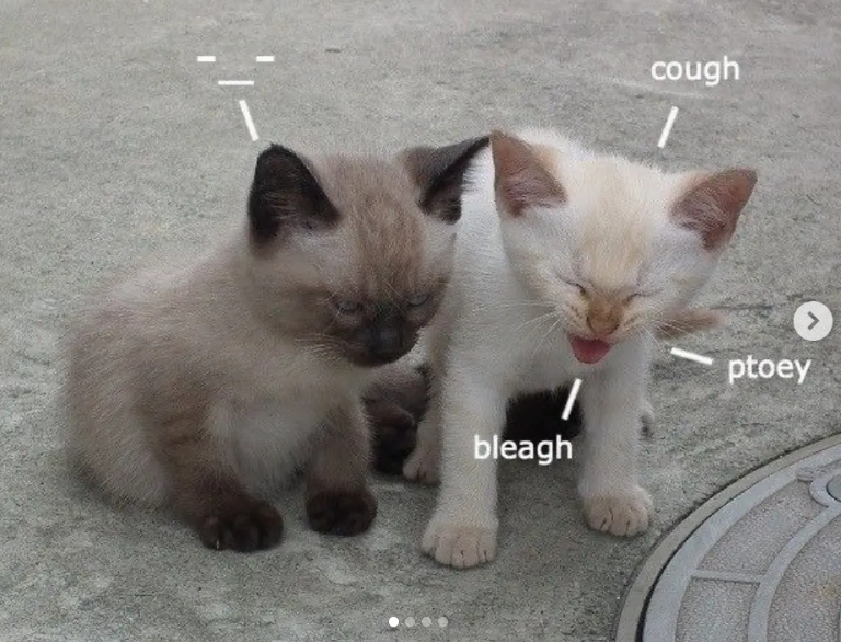 bleagh cough ptoey >
