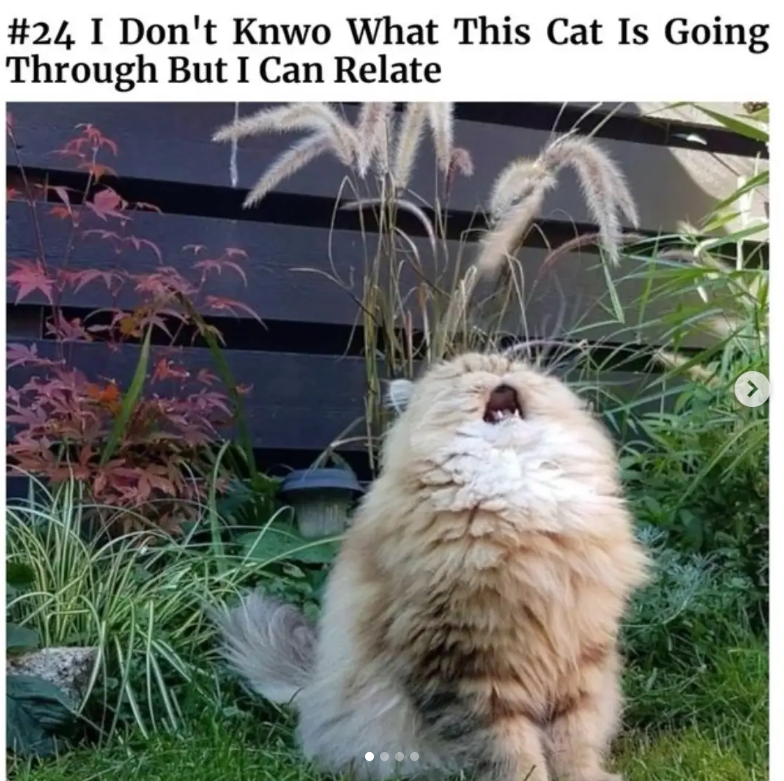 #24 I Don't Knwo What This Cat Is Going Through But I Can Relate 3