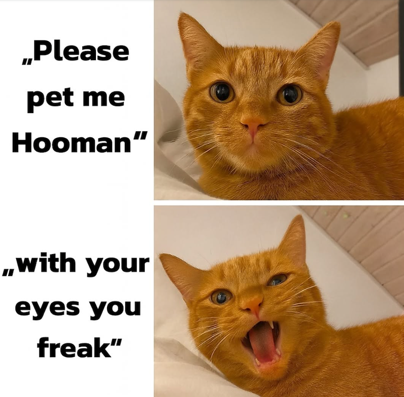 Please pet me Hooman" ,,with your eyes you freak"
