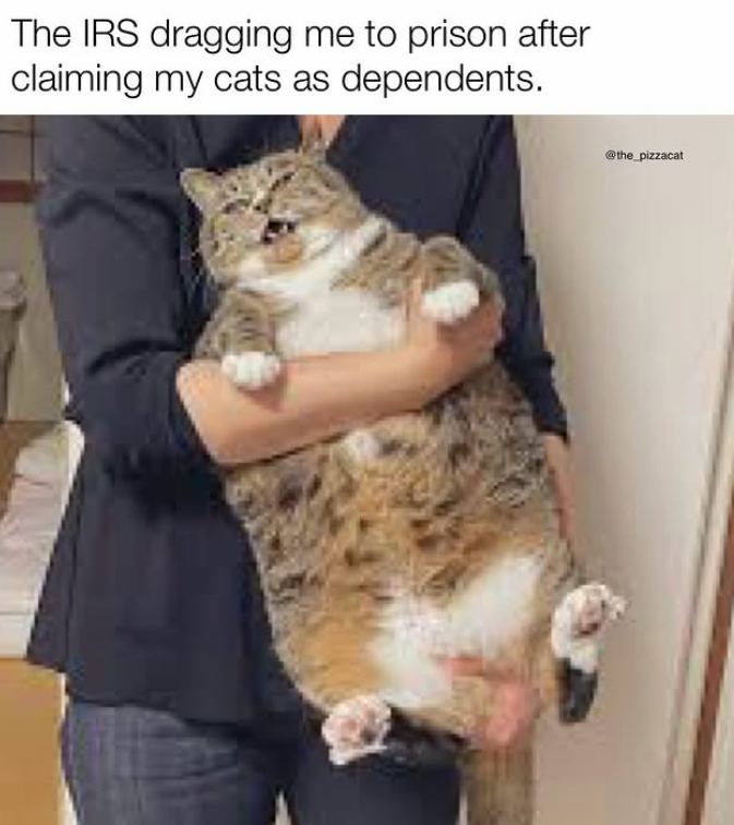 The IRS dragging me to prison after claiming my cats as dependents. @the_pizzacat
