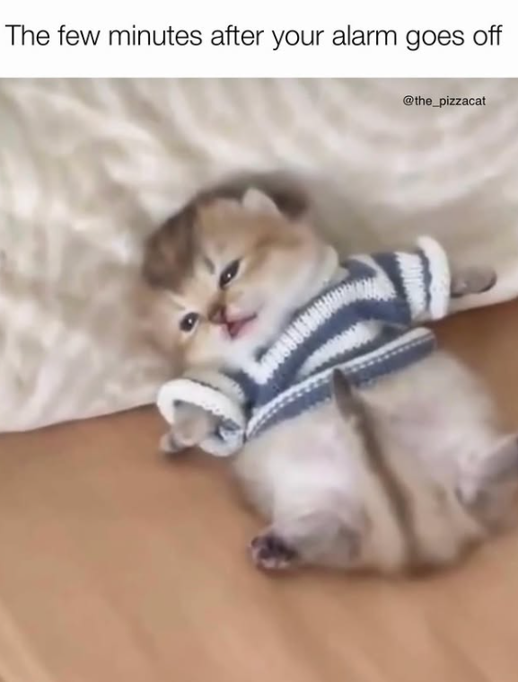 The few minutes after your alarm goes off @the_pizzacat
