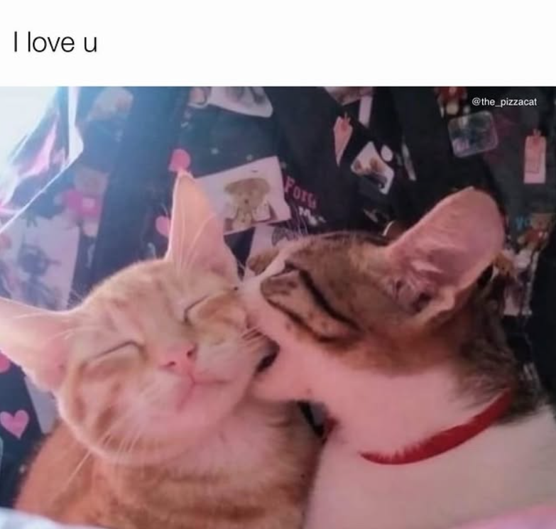 I love u Fors @the_pizzacat