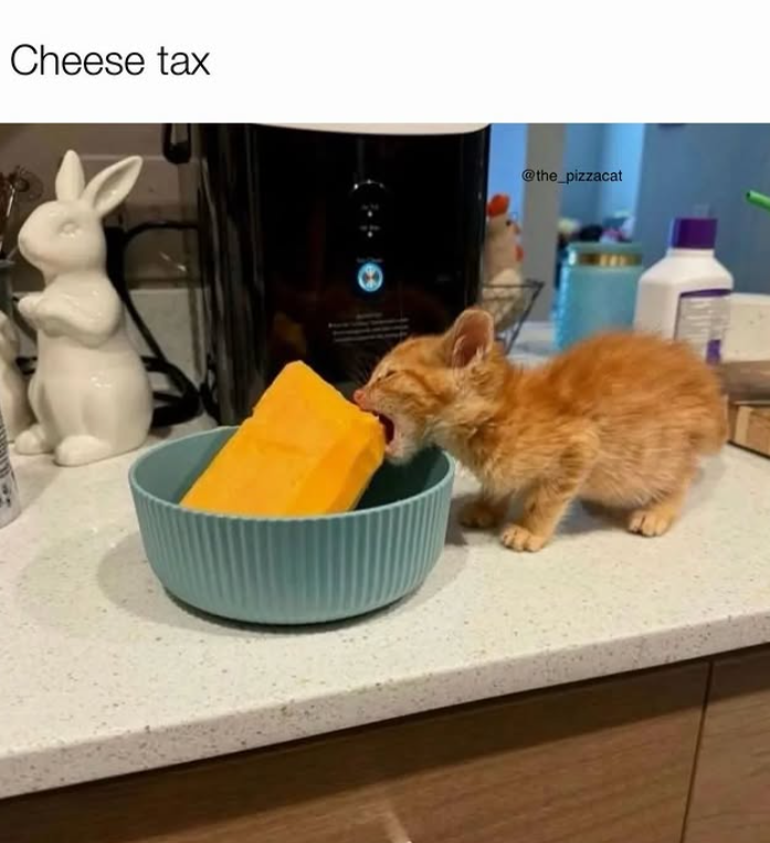Cheese tax @the_pizzacat 200