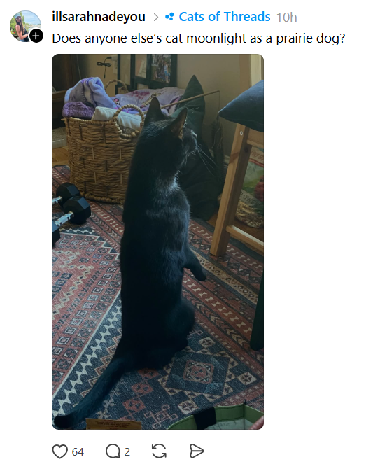 illsarahnadeyou > • Cats of Threads 10h Does anyone else's cat moonlight as a prairie dog? ロ LOWE 64 0 2 。