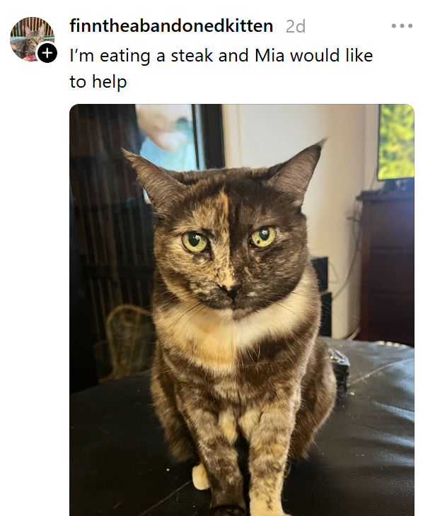 finntheabandoned kitten 2d + I'm eating a steak and Mia would like to help G