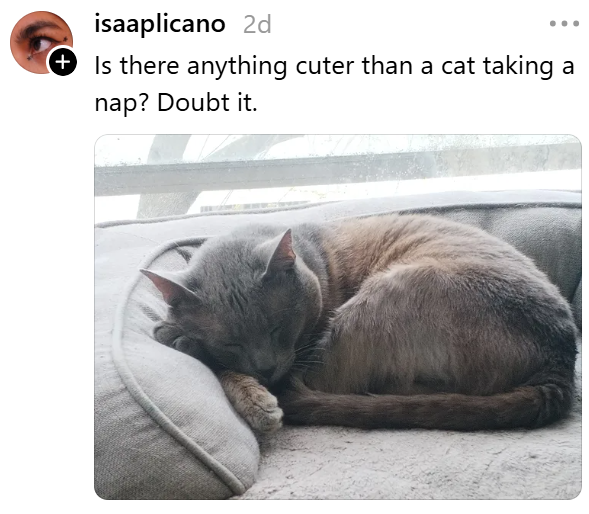 isaaplicano 2d Is there anything cuter than a cat taking a nap? Doubt it.