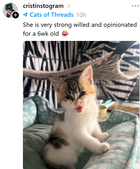 (+ cristinstogram > ⚫: Cats of Threads 10h She is very strong willed and opinionated for a 6wk old