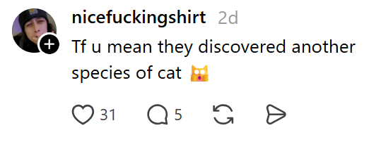nicefuckingshirt 2d + Tf u mean they discovered another species of cat 31 Q 5 G >