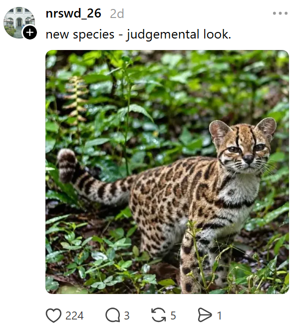 nrswd_26 2d new species - judgemental look. 224 Q 3 5 1