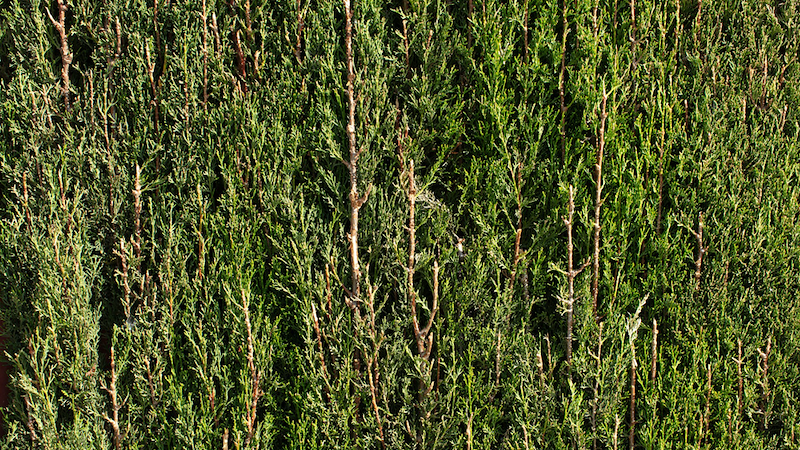 A wall of Arborvitae greenery.