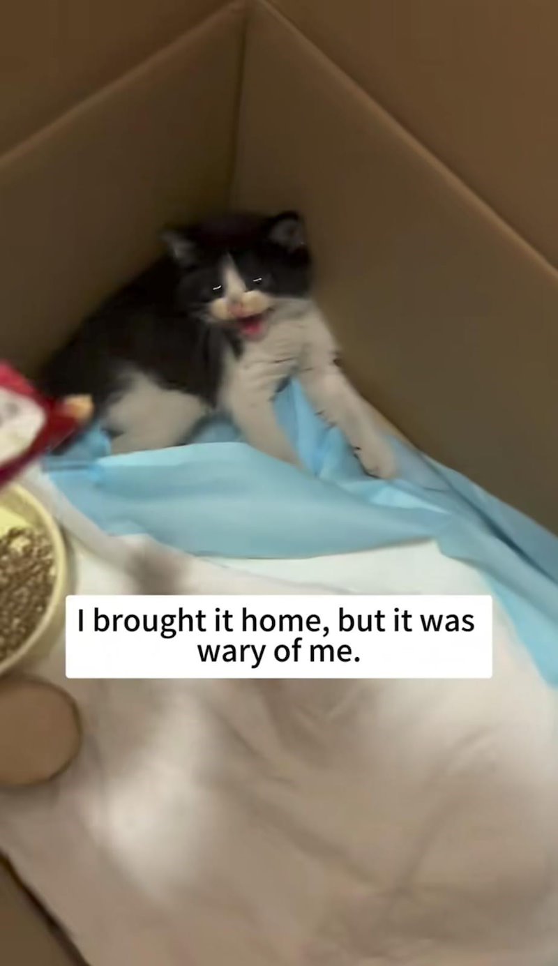 I brought it home, but it was wary of me.