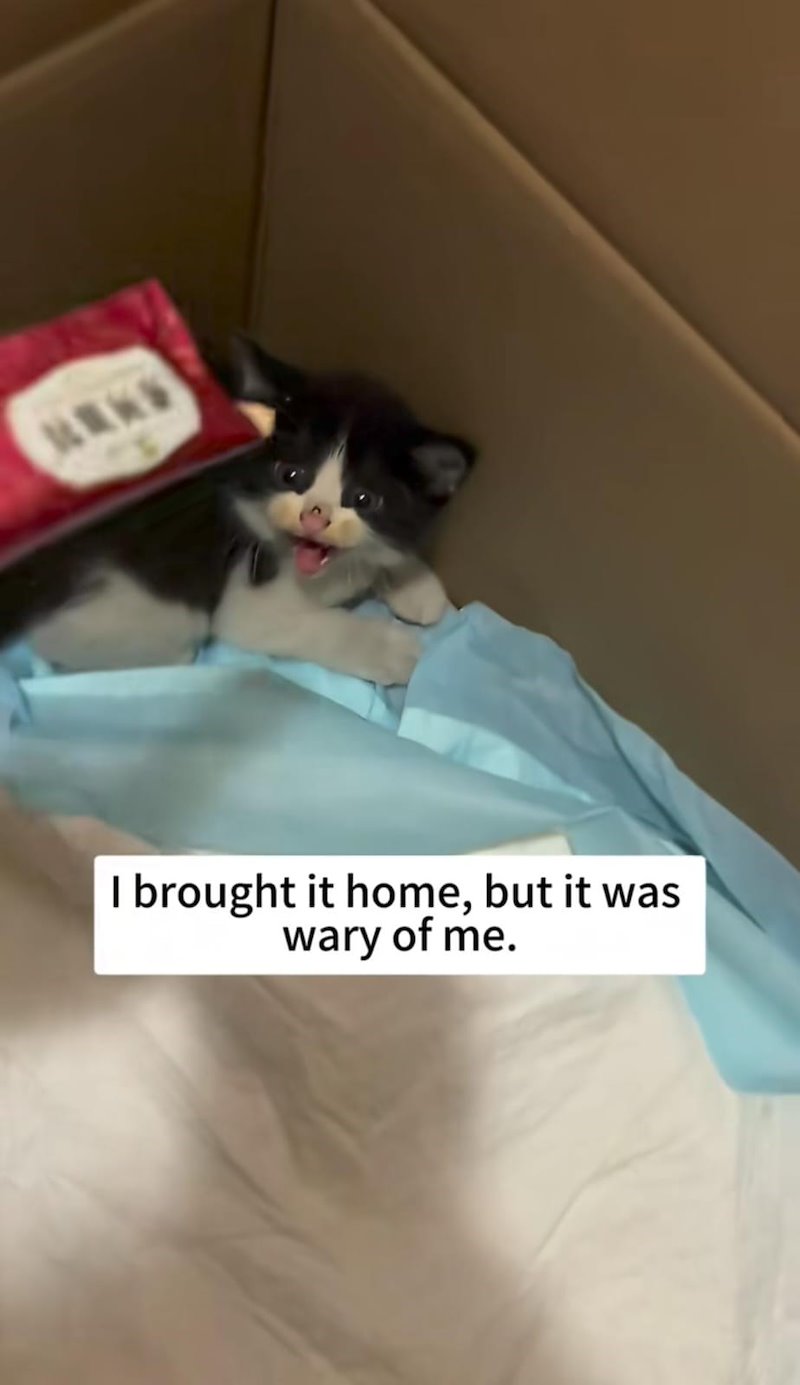 I brought it home, but it was wary of me.