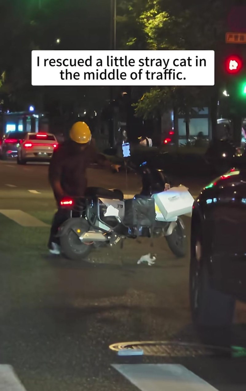 I rescued a little stray cat in the middle of traffic.