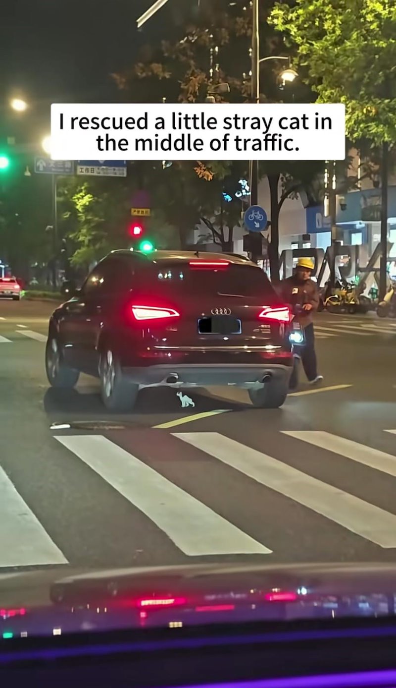 I rescued a little stray cat in the middle of traffic. 2222