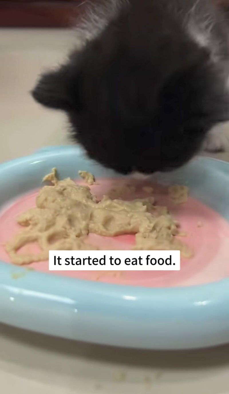 It started to eat food.