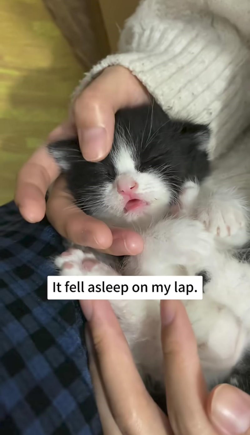 It fell asleep on my lap.