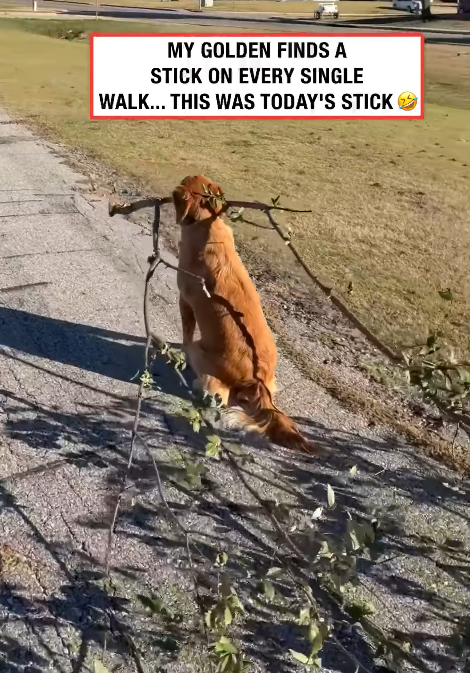 MY GOLDEN FINDS A STICK ON EVERY SINGLE WALK... THIS WAS TODAY'S STICK >
