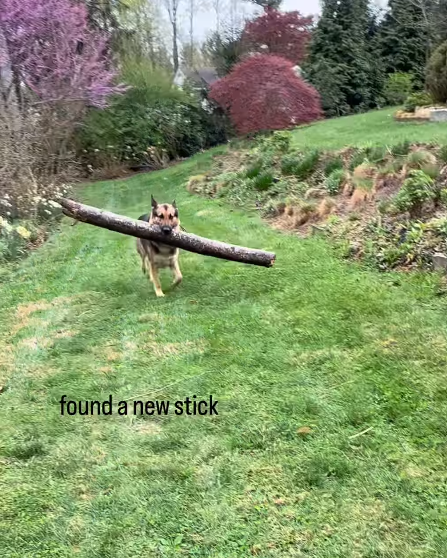 found a new stick
