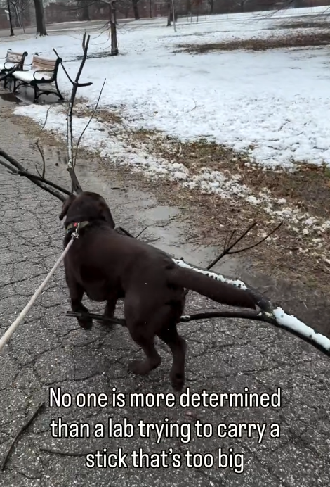 No one is more determined than a lab trying to carry a stick that's too big