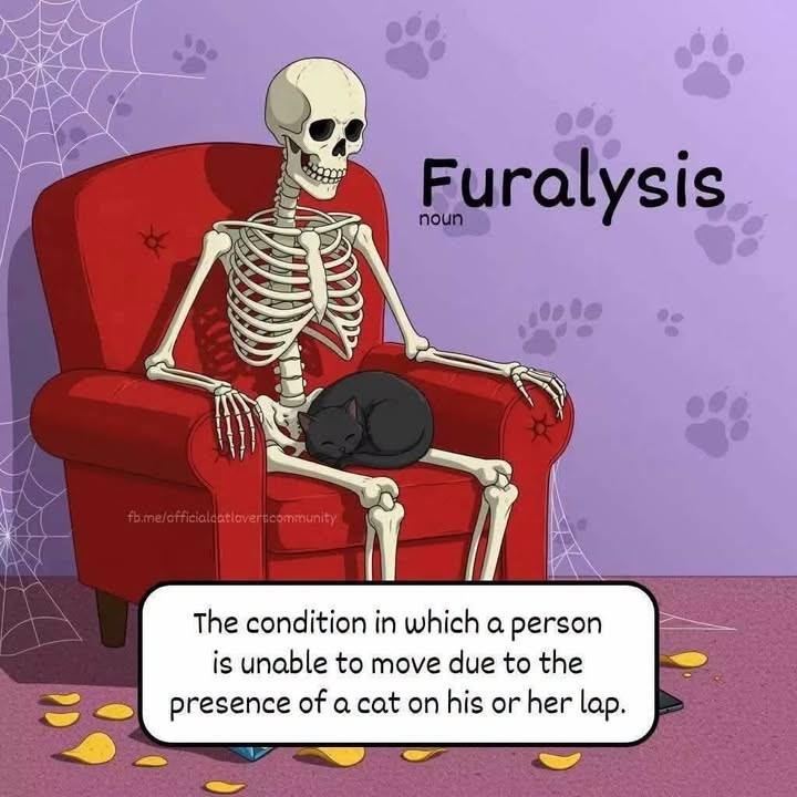 fb.me/officialcatlovers.community Furalysis The condition in which a person is unable to move due to the presence of a cat on his or her lap.