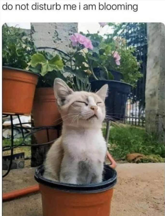 do not disturb me i am blooming