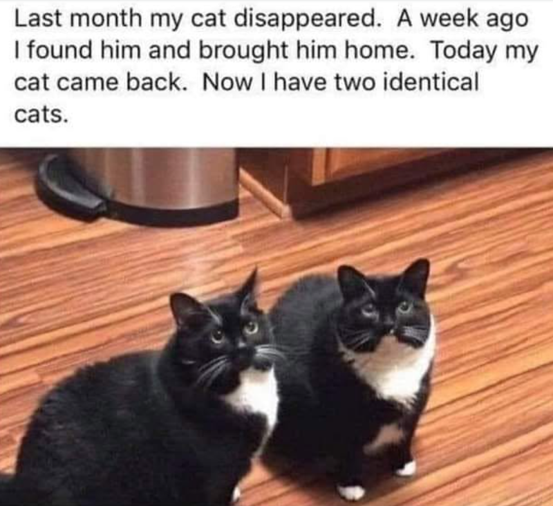 Last month my cat disappeared. A week ago I found him and brought him home. Today my cat came back. Now I have two identical cats.