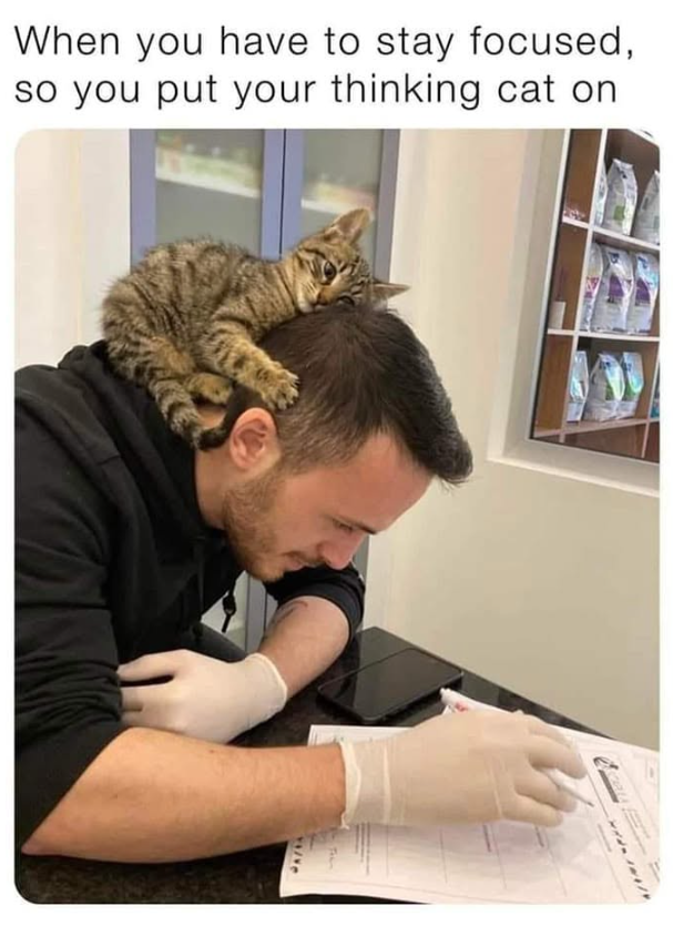 JA/14 When you have to stay focused, so you put your thinking cat on