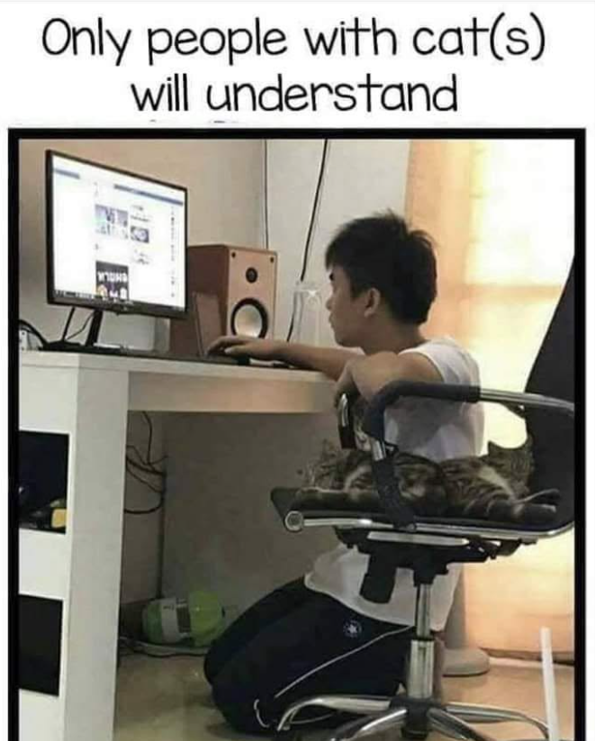 Only people with cat(s) will understand