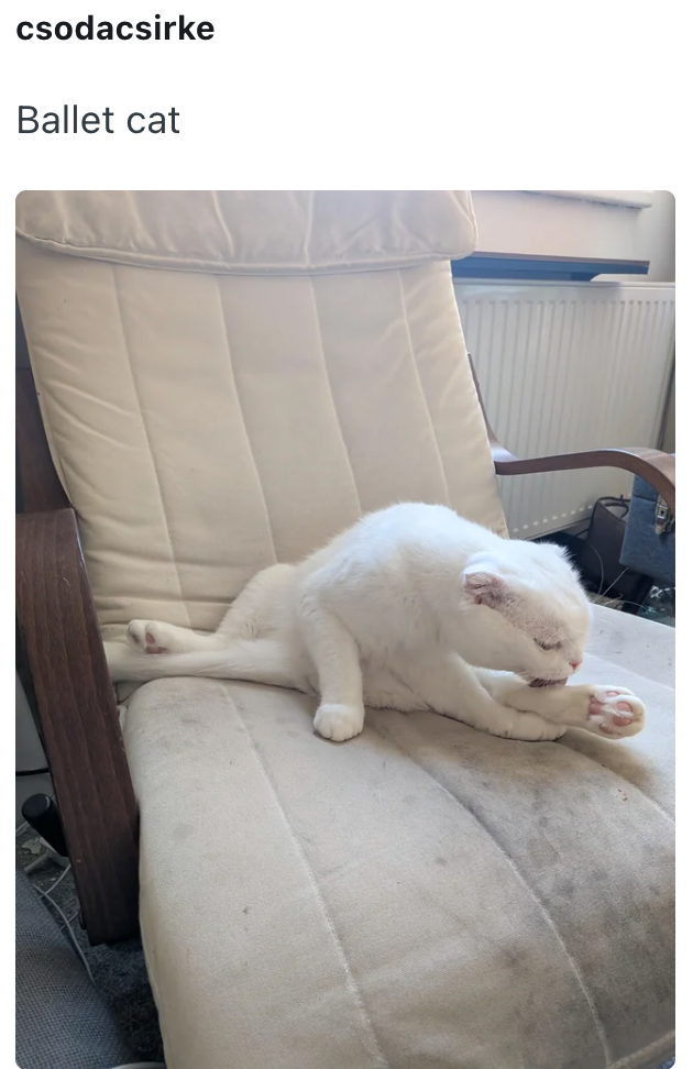 csodacsirke Ballet cat