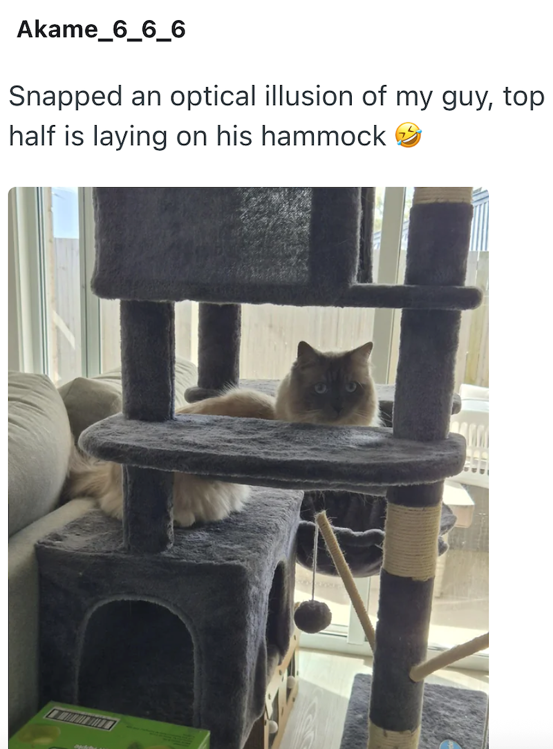 Akame_6_6_6 Snapped an optical illusion of my guy, top half is laying on his hammock →