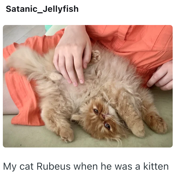 Satanic_Jellyfish My cat Rubeus when he was a kitten