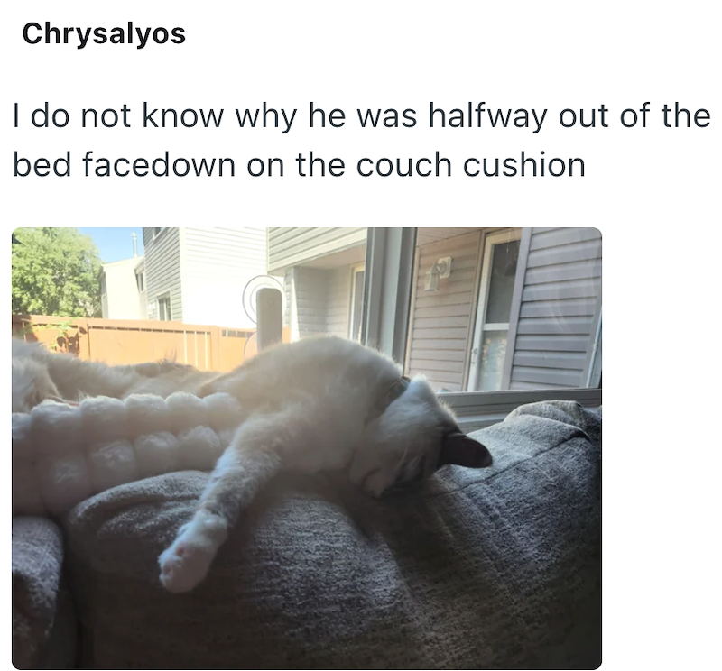 Chrysalyos I do not know why he was halfway out of the bed facedown on the couch cushion