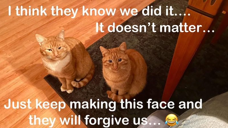I think they know we did it.... It doesn't matter... Just keep making this face and they will forgive us....