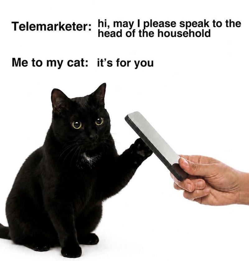 Telemarketer: hi, may I please speak to the head of the household Me to my cat: it's for you