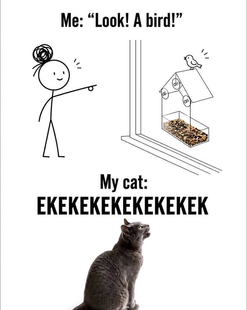 Me: “Look! A bird!" My cat: EKEKEKEKEKEKEKEK