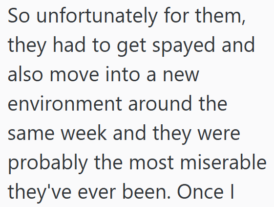 So unfortunately for them, they had to get spayed and also move into a new environment around the same week and they were probably the most miserable they've ever been. Once I