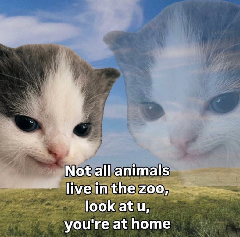 Not all animals live in the zoo, look at u, you're at home