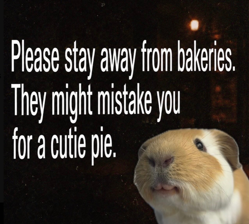 Please stay away from bakeries. They might mistake you for a cutie pie.