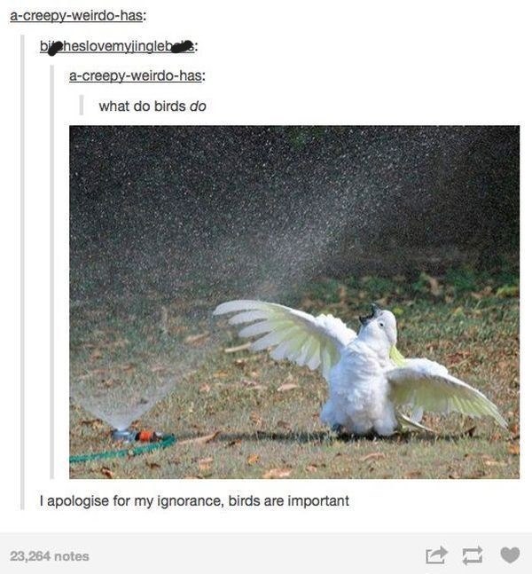 a-creepy-weirdo-has: bi heslovemyjingleb a-creepy-weirdo-has: what do birds do I apologise for my ignorance, birds are important 23,264 notes