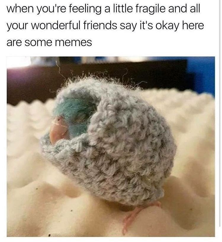 when you're feeling a little fragile and all your wonderful friends say it's okay here are some memes
